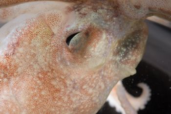 Media type: image;   Malacology 393900